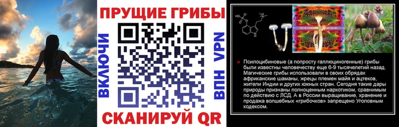 Купить  Николаевск-на-Амуре  Галлюциногенные грибы GOLDEN TEACHER 